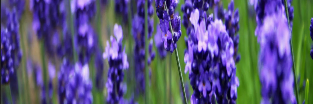 Image Installateur borne de recharge Grasse