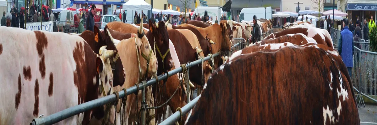 image-installateur-borne-de-recharge-yvetot.webp Image Installateur borne de recharge Yvetot